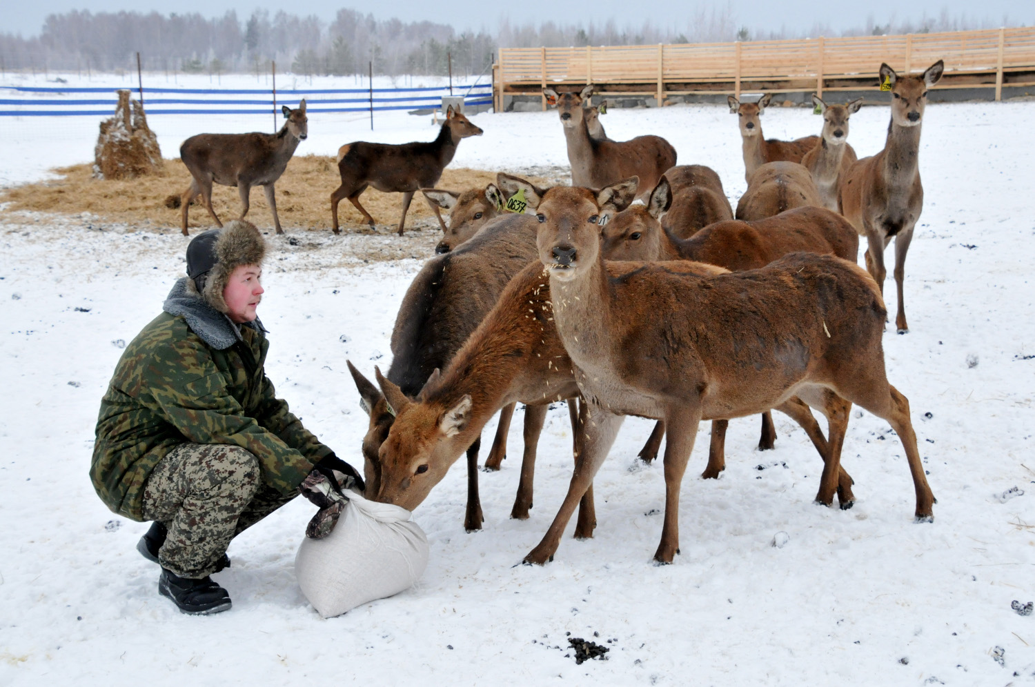 Фермеры Нижегородской области планируют наладить производство по  переработке оленины - фото 1
